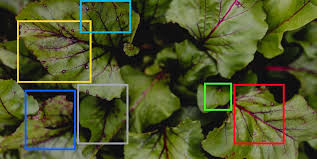 Crop Analysis